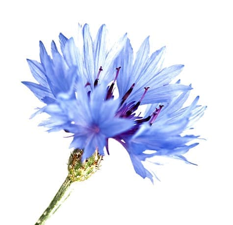 Василек (Centaurea cyanus)