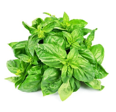 Базилик (Ócimum, tulsi)