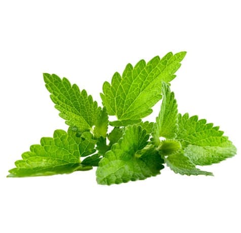 Мелисса обыкновенная (Melissa officinalis)