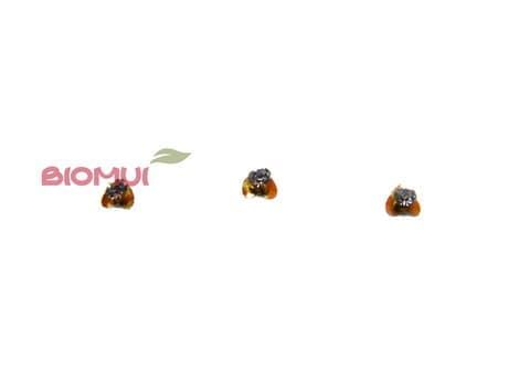 Бинди 
