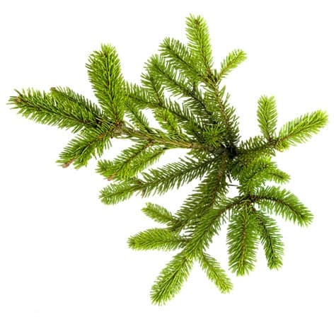 Ель (Abies picea)