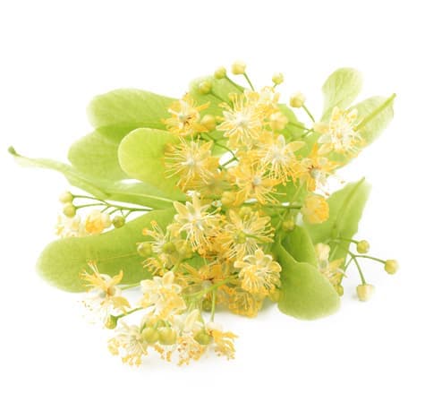 Липа (Tilia cordata)