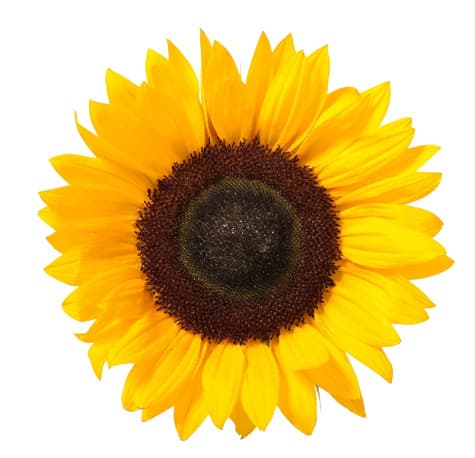 Подсолнечник (Helianthus)
